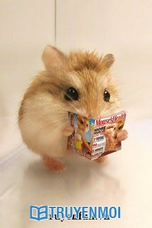 Mạt Thế Hamster Giàu Chảy Mỡ